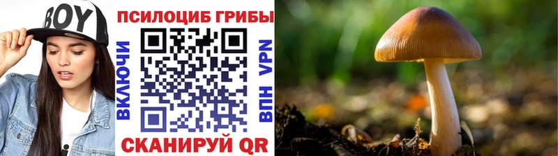 Галлюциногенные грибы Cubensis  ОМГ ОМГ tor  площадка какой сайт  Ногинск 